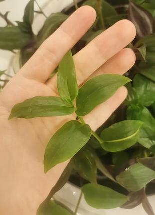 Традесканции приречной (tradescantia fluminensis) с гладкими сочными листьями на стебле