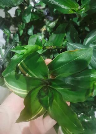 Каллизия конгеста «хвост дракона» (лат. callisia congesta 'dragon's tail'), которую в обиходе цветоводы часто называют «традесканция дракон»