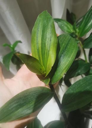 Традесканции церинтоидес «лаймлайт» (tradescantia cerinthoides 'limelight', также известной среди цветоводов как aurea или yellow hill).