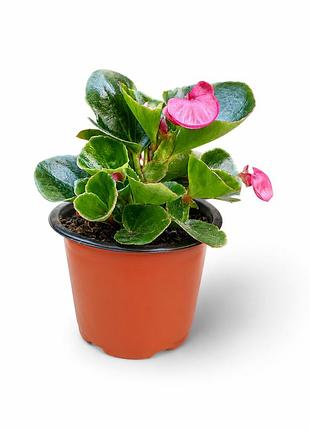 Бегония вечноцветущая begonia ambassador pink розовые цветы