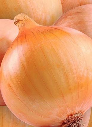 Цибулю севок голландія центуріон 10кг арпаж озимий топчик