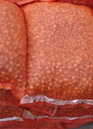 Цибулю севок голландія шекспір 10 кг озимий топчик