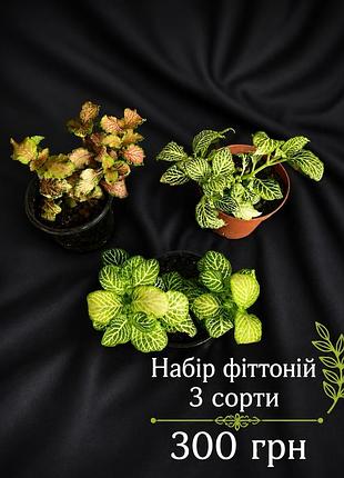 Фіттонія - набір 3 кольори