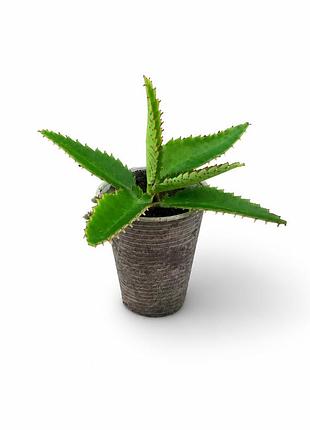 Каланхое дайгремонта, бріофіллум kalanchoe, bryophyllum daigremontiana, лікувальна рослина