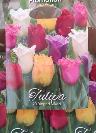 Торчкиватые тюльпаны mix 20шт