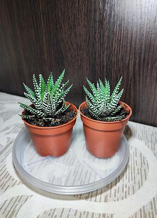 Говортия полосатая бег бенд (haworthia fasciata big band)