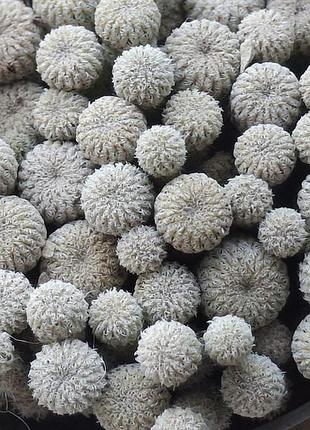 Кактусы; кактусы; epithelantha micromeris; эпителанта микромерис; кактусы дешево; кактусы дёшево