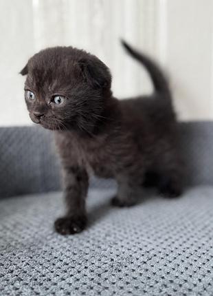 Котята шотландцы фигурки и прямоучие.