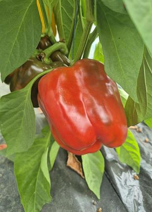 Продам перец 2
