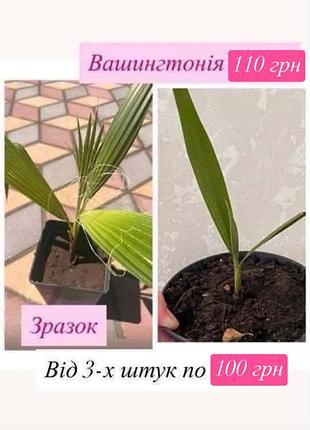 Вашингтонія 2