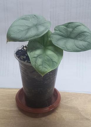 Алоказия небула сольвер alocasia nebula silver детка