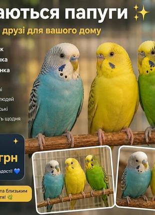 Попуги синий мальчик желтая и зеленая девочка