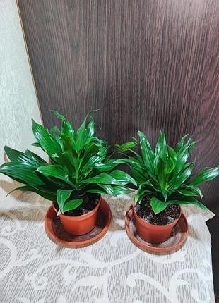Драцена запашна компакта (dracaena fragrans compacta)
