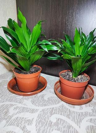 Драцена запашна компакта (dracaena fragrans compacta) 2