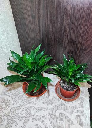 Драцена запашна компакта (dracaena fragrans compacta) 3