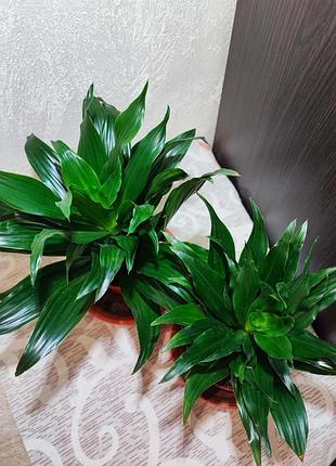 Драцена запашна компакта (dracaena fragrans compacta) 4