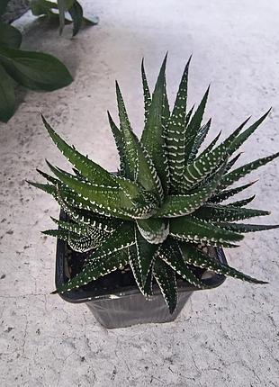 Хавортия с деткой 2