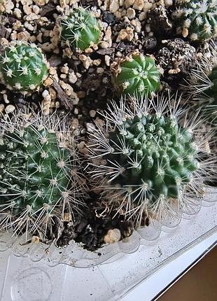 Кактус aylostera flavistyla 2