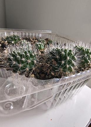Кактус aylostera flavistyla 3