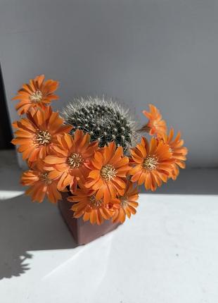 Кактус aylostera flavistyla