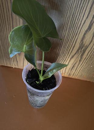 Калла эфиопская 2