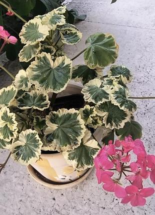 Сортовая пеларгония petals 3