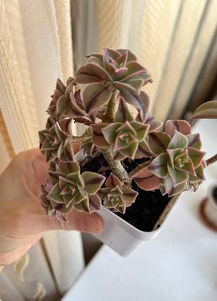 Растение комнатное цветок суккулент эониум aeonium леукоблефарум