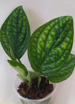 Монстера кarstenianum plant-kens philodendrons