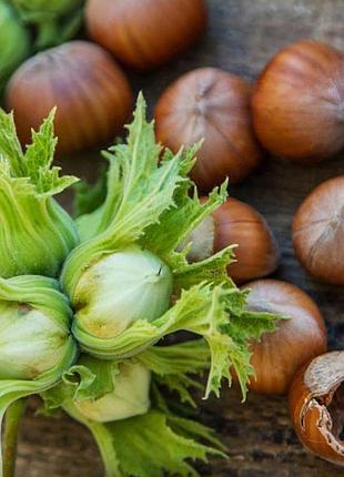 🌰 **продам ліщину (фундук) — домашні горіхи** 🌰