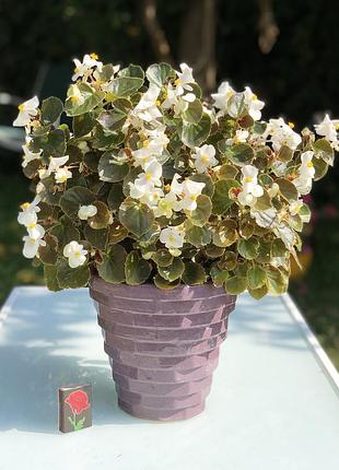 Бегония вечноцветучая (begonia semperflorens)