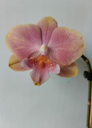 Орхідея younghome walle peach 2