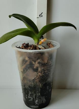 Орхідея younghome walle peach 3