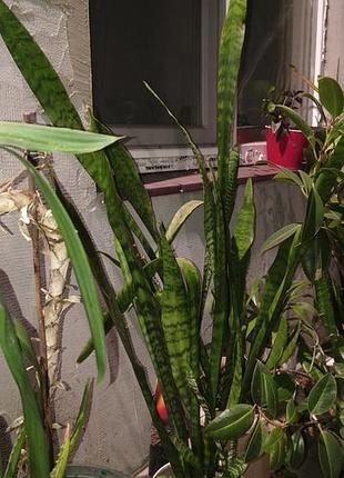 Сансеверии разной высоты sansevieria