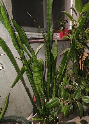 Сансеверії різної висоти sansevieria 2