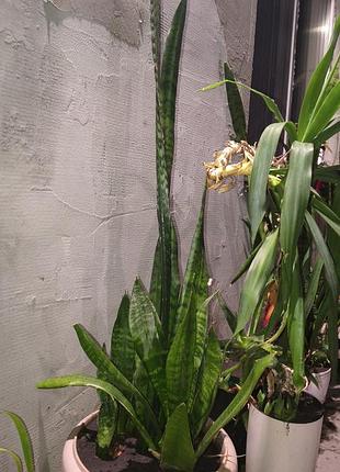 Сансеверії різної висоти sansevieria 3