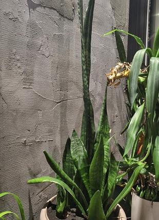 Сансеверії різної висоти sansevieria 4