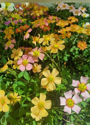 Лукы кислицы оксалис oxalis obtusa