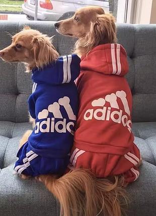 Одяг для собак 4