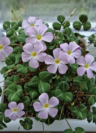 Кислица оксалис oxalis namibia луковицы цибулини 2