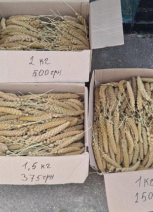 Могар для попугая на вагу