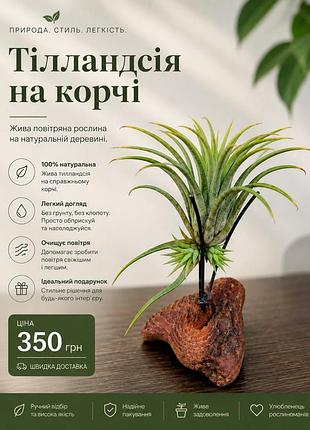 Тиландсия фиалковиточная tillandsia ionantha