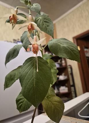 Фуксия комнатное растение