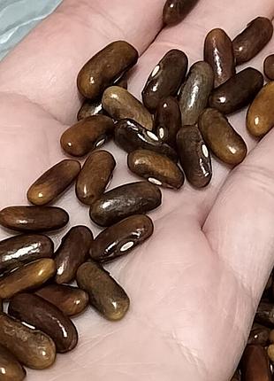 1 кг семян фасоли brown long 2