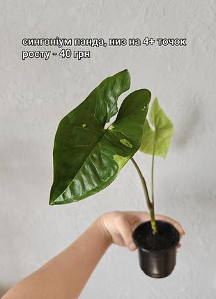 Комнатные растения дешево
