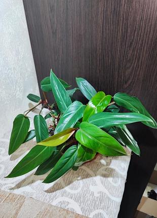 Філодендрон (erubescens)