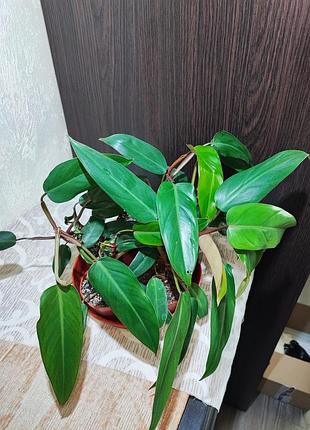 Філодендрон (erubescens) 2
