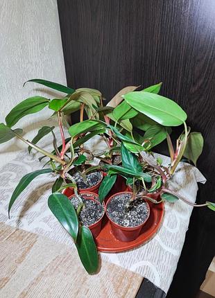 Філодендрон (erubescens) 3