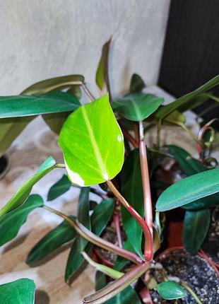 Філодендрон (erubescens) 5