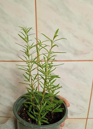 Розмарин ароматний.