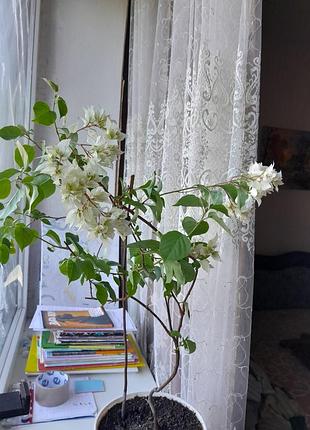 Бугенвилия 45 см белая 5